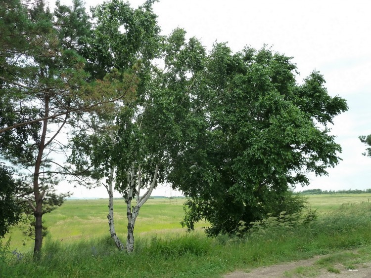 Луговое село Кировский район Приморский край - 2010.07.16 ЛУГОВОЕ к лотосам 029.JPG