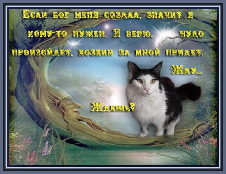 Мы в ответе за братьев, за тех, кого приручили - Кот на дереве