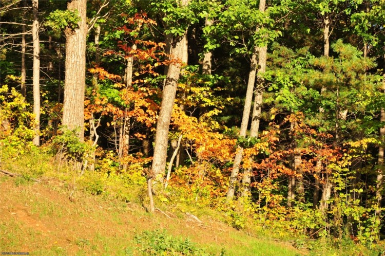 Осень, осень, лес остыл и листья ... 2012 год - 71c2e67d6b