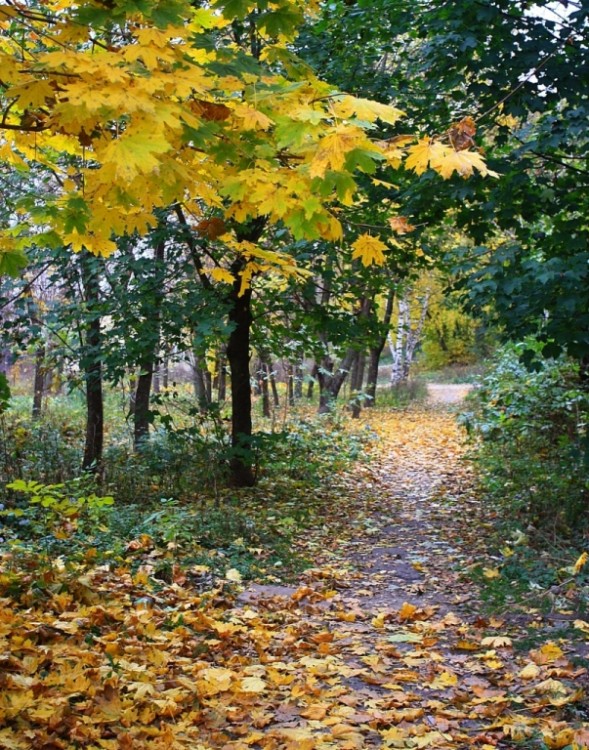 Осень, осень, лес остыл и листья ... 2012 год - r084ew