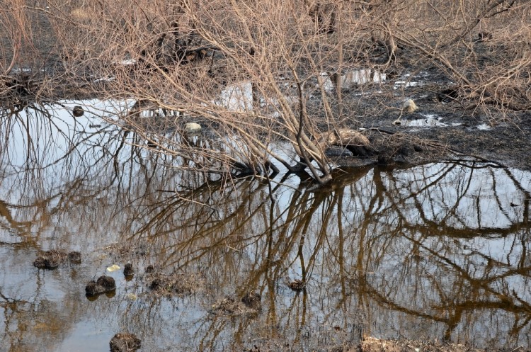 Параллельные миры. Отражения в воде всего, что можно - DSC_2614.JPG