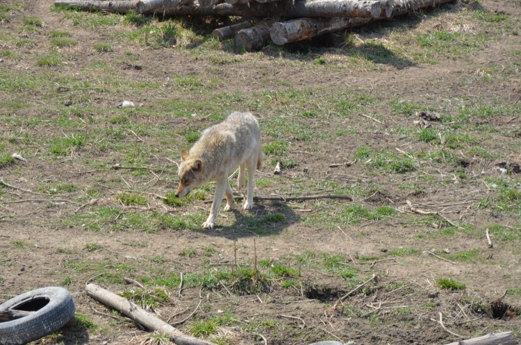 Парк «Белый лев» начал зарождаться в 2019 году - DSC_0265.JPG