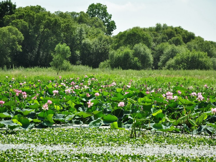 Павло-Федоровка село Кировский район Приморский край - 2010.07.16 В ПФЕДОРОВКА 010.JPG