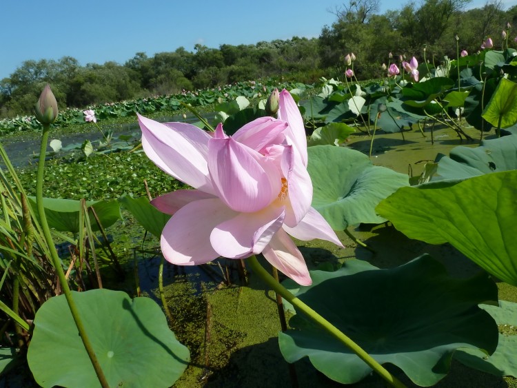 Павло-Федоровка село Кировский район Приморский край - 2010.07.16 В ПФЕДОРОВКА 027.JPG