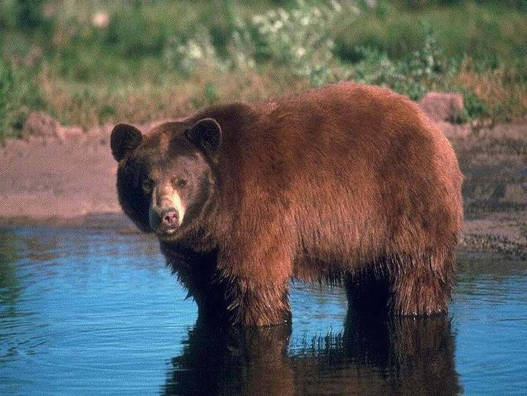 Петропавловск-Камчатский. Камчатский край - bear_photo_10