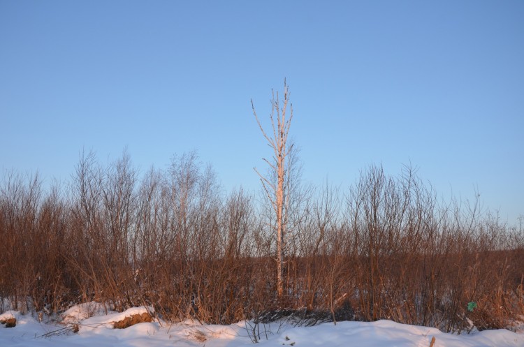 Посленовогодние покатушки по долам Приморья - DSC_0225.JPG