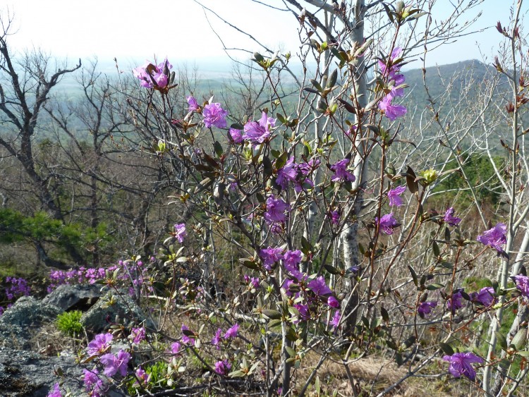 Преображенка село Кировский район Приморье № 01 - 2012.05.12 297.JPG