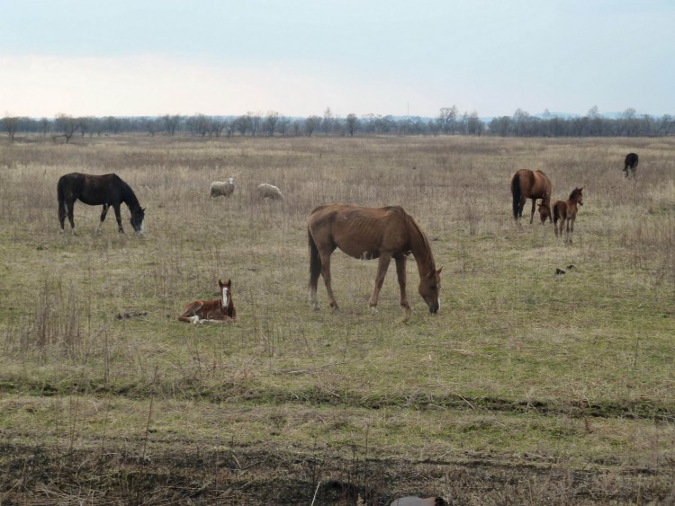 Преображенка село Кировский район Приморье № 01 - 2013.05.02 053.JPG