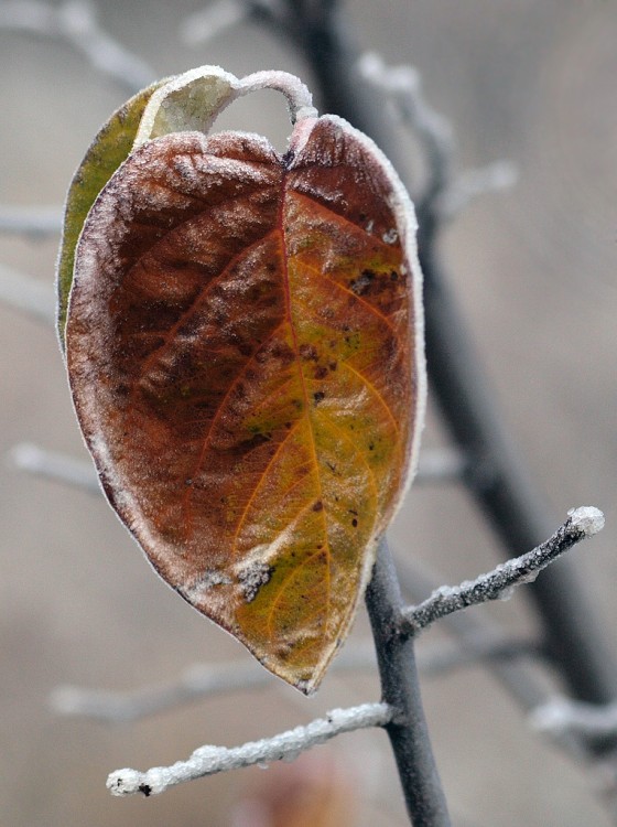 Природа Кавказа глазами биолога Андрэаса № 01 - листья айвы после первого заморозка.JPG