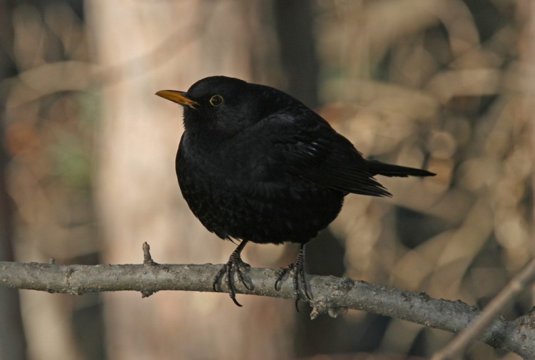 Природа Кавказа глазами биолога Андрэаса № 02 - Дрозд чёрный (Turdus merula) (m).JPG