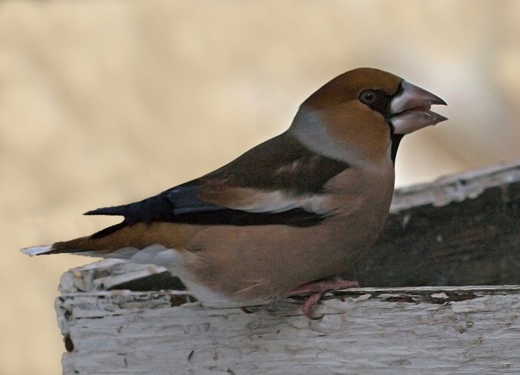 Природа Кавказа глазами биолога Андрэаса № 02 - Дубонос (coccothraustes coccothraustes)..JPG