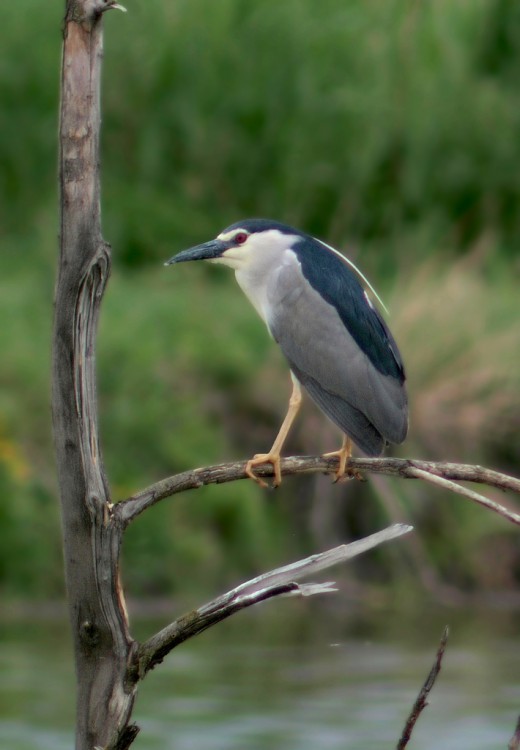 Природа Кавказа глазами биолога Андрэаса № 02 - Кваква обыкновенная (Nycticorax nycticora) (1).JPG