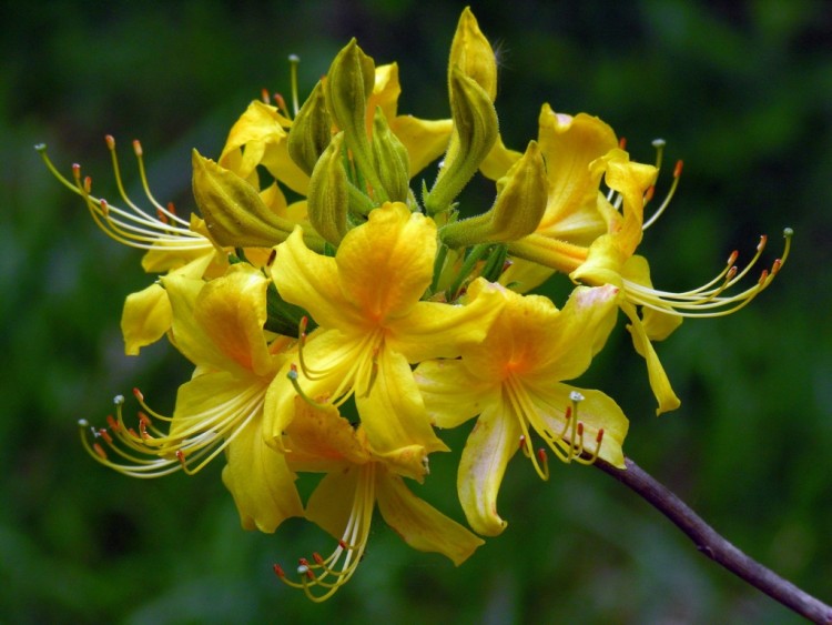 Природа Кавказа глазами биолога Андрэаса № 02 - Rhododendron luteum Рододендрон жёлтый.JPG