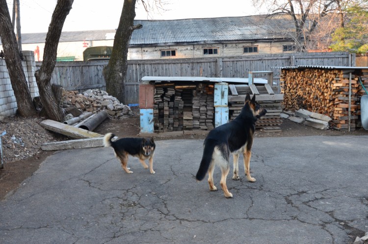 Шериф. Наш ребёнок. Оборванная жизнь. Люди, вы сволочи ? - DSC_5489.JPG