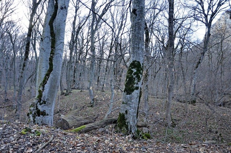 Удивительная гора Бештау на Ставрополье. - _DSC2109коп.JPG