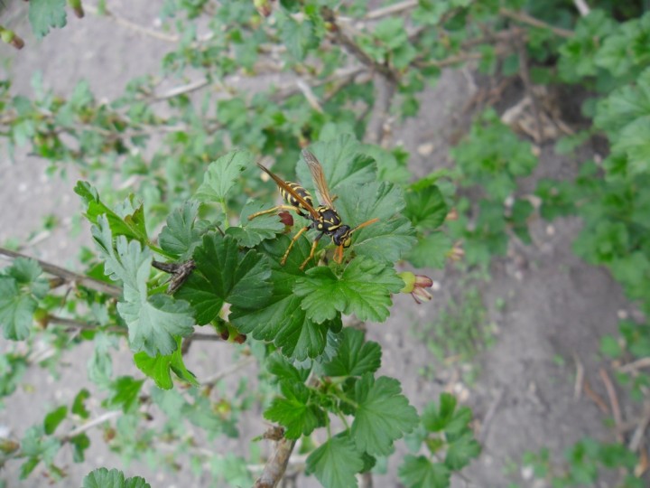 Весна-красна пришла в наши края. 2013 год - 201304092254424324[1]