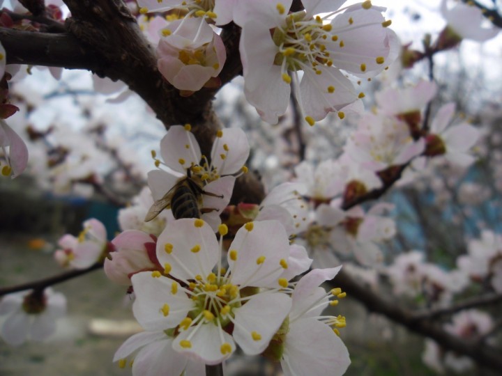 Весна-красна пришла в наши края. 2013 год - 201304092254426531[1]