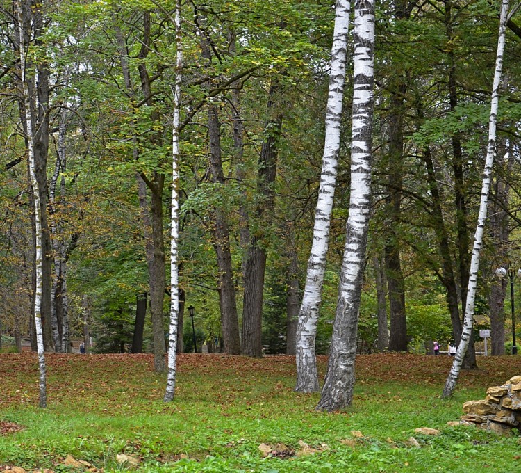 Вот и осень. И дождь в окно стучится... 2015 год  № 01 - _DSC0243коп.JPG