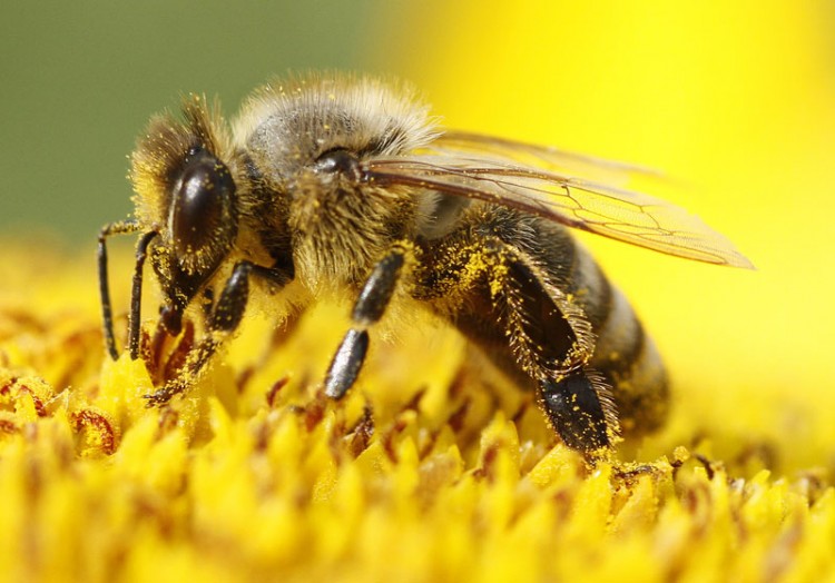 Все секреты о пчелиной перге от Пчелкина - -pcela-(2)