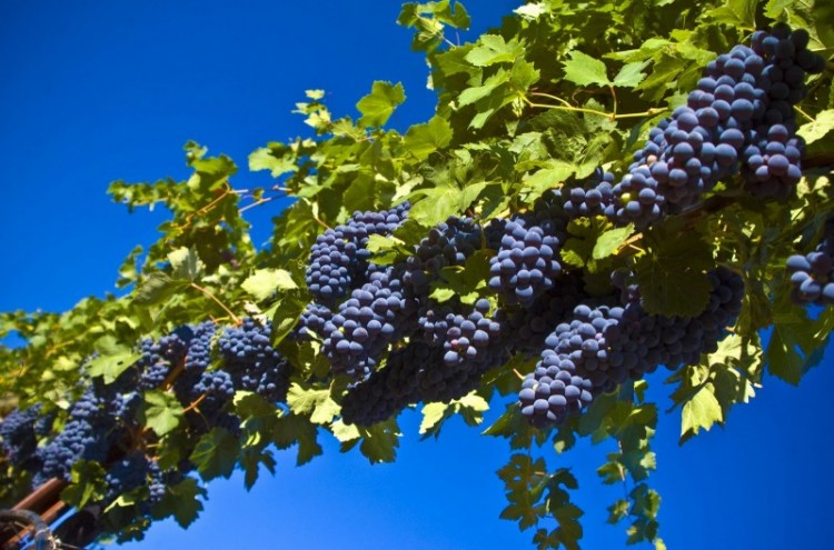 Выращиваем виноград на своём земельном участке - reime-3389