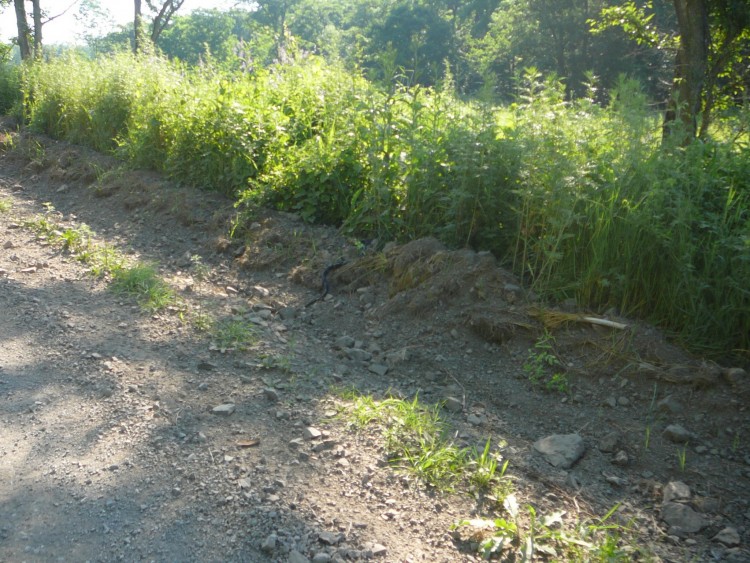 Хвищанка село Кировский район Приморский край - 08.07.12.005