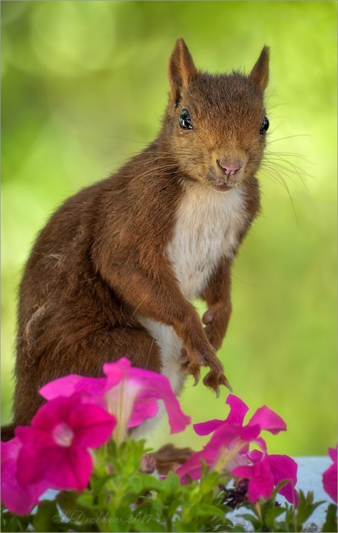 Животные дикой природы в объективах № 04 - Retrato con flores